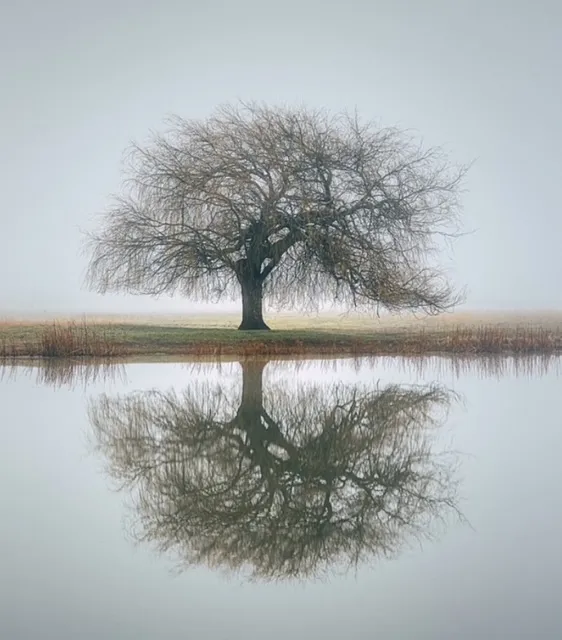 Organisatiecoaching-Mindsetkracht